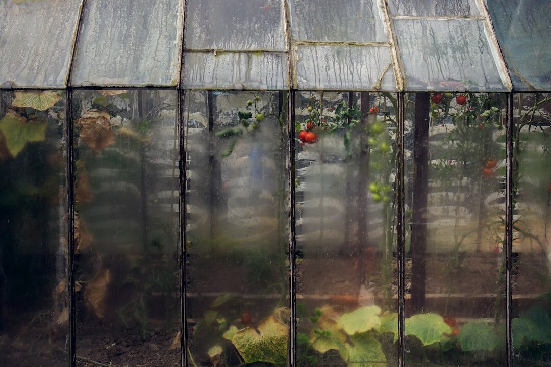 Greenhouse with tomato and cucumber plants