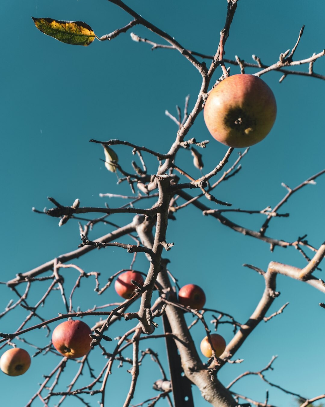 Lithuanian man pruning an apple tree in an orchard