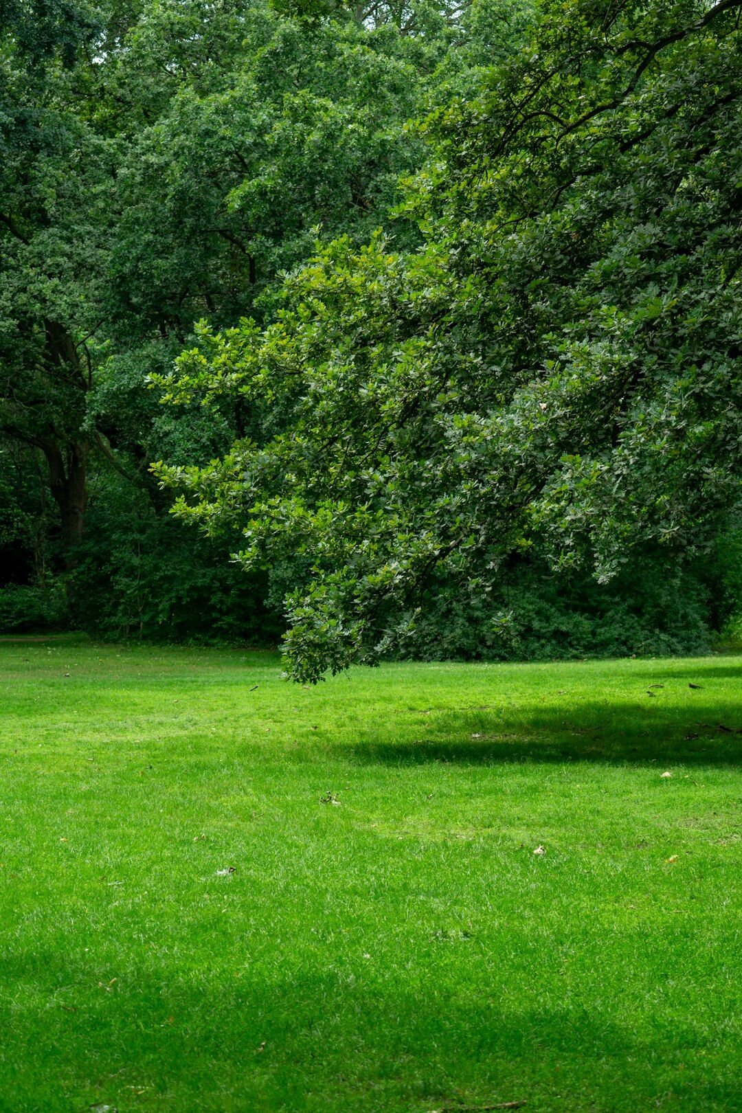 Lithuanian countryside garden with green lawn and fruit trees
